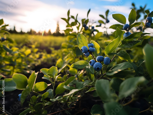 Organic Blueberry Patch