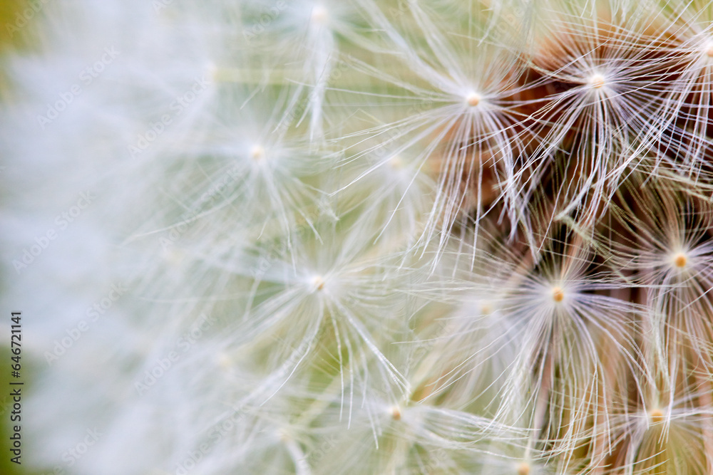 Pusteblume auf einer Wiese Pusteblume auf einer Wiese