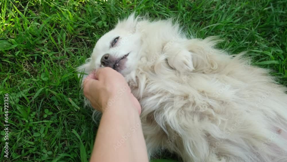 Happy chihuahua toy dog lying on green grass, enjoying stroking her owner hand. Happy chihuahua toy dog lying on green grass, enjoying stroking her owner hand.