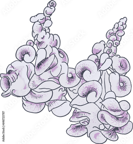 Beautiful Snail Vine Cochliasanthus Caracalla (Selluka flower)