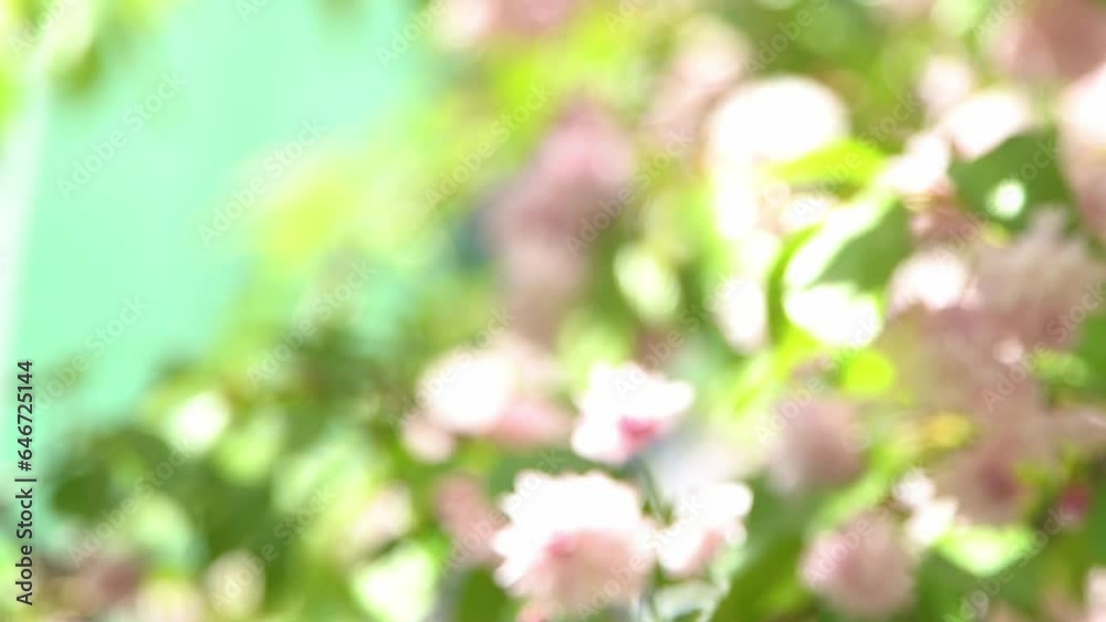Cherry blossom blur. Pink flowers in spring time. Tree garden in sunlight. Floral natural background. Petal bud flower. Beautiful gentle mood. Light neutral minimal. Nature flowering Botanical flora Cherry blossom blur. Pink flowers in spring time. Tree garden in sunlight. Floral natural background. Petal bud flower. Beautiful gentle mood. Light neutral minimal. Nature flowering Botanical flora