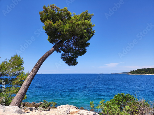 leaning pine trees by the Adriatic Sea in Rovinj, Croatia
