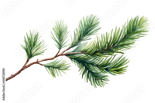 Watercolor spruce branch isolated on white background. Hand drawn illustration