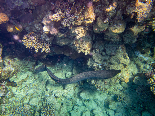 Black moray eel in a coral reef in the Red Sea