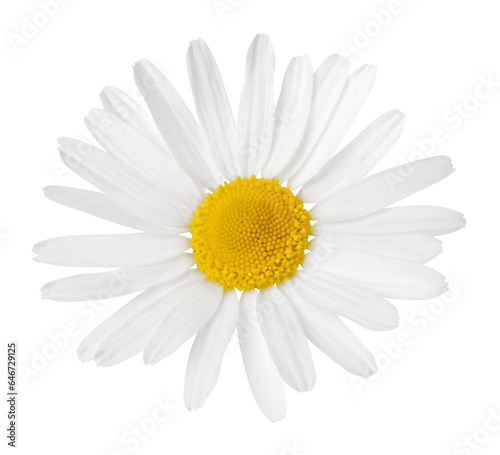 Chamomile flower isolated on white or transparent background. Camomile medicinal plant, herbal medicine. One single chamomile flower. © Olesia