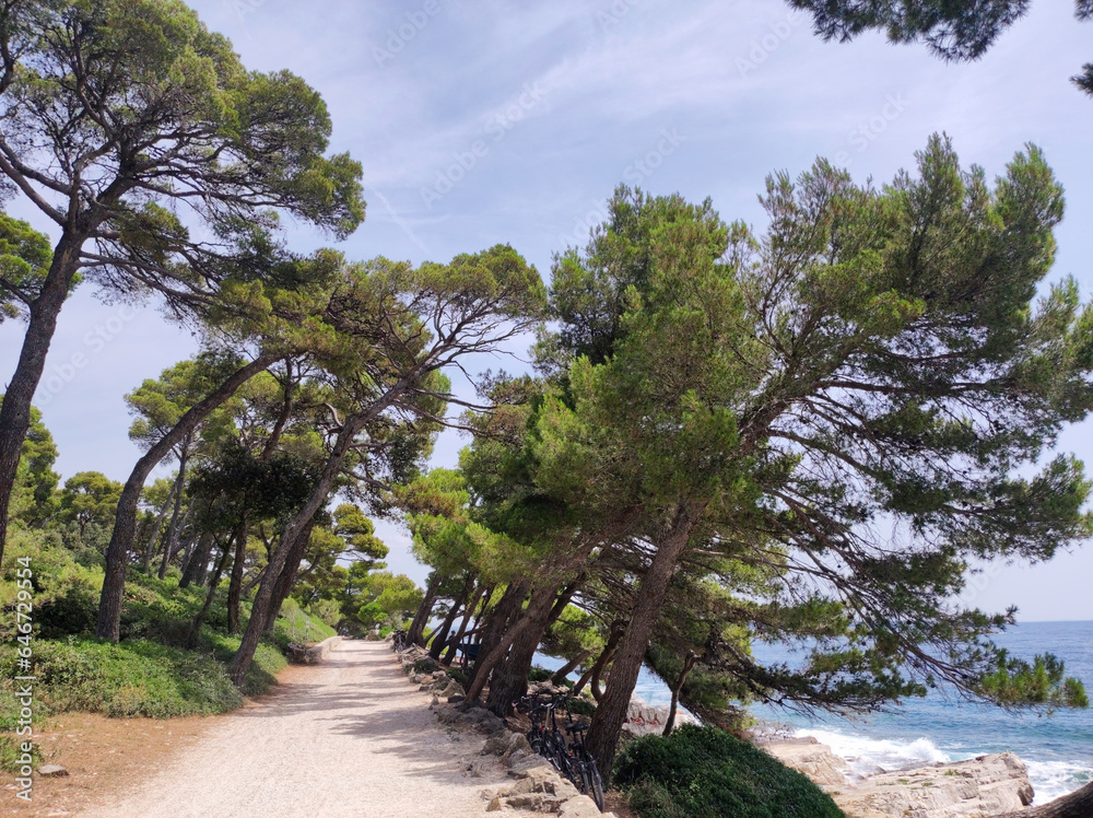 leaning pine trees by the Adriatic Sea in Rovinj, Croatia leaning pine trees by the Adriatic Sea in Rovinj, Croatia