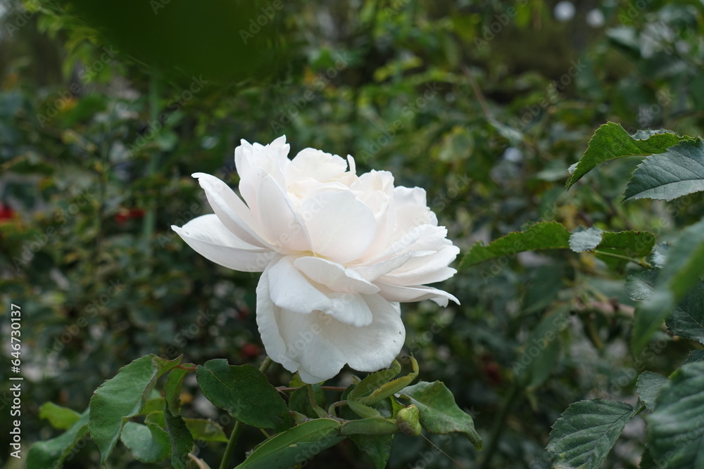 Side view of ivory white flower of rose in mid October Side view of ivory white flower of rose in mid October