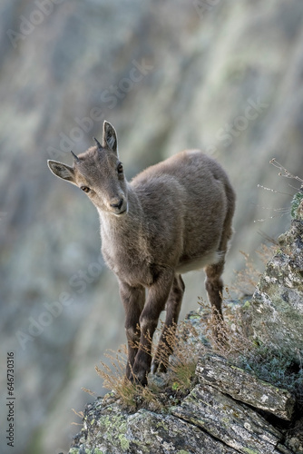 Obraz na płótnie Alpine ibex cub (Capra ibex) walking near a cliff in the Italian Alps, wild animals puppies, rare. w salonie