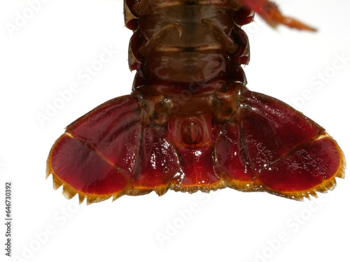 アメリカザリガニの尾 photo