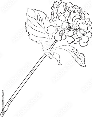 Leinart. Hydrangea branch. Flower. High quality vector illustration. photo