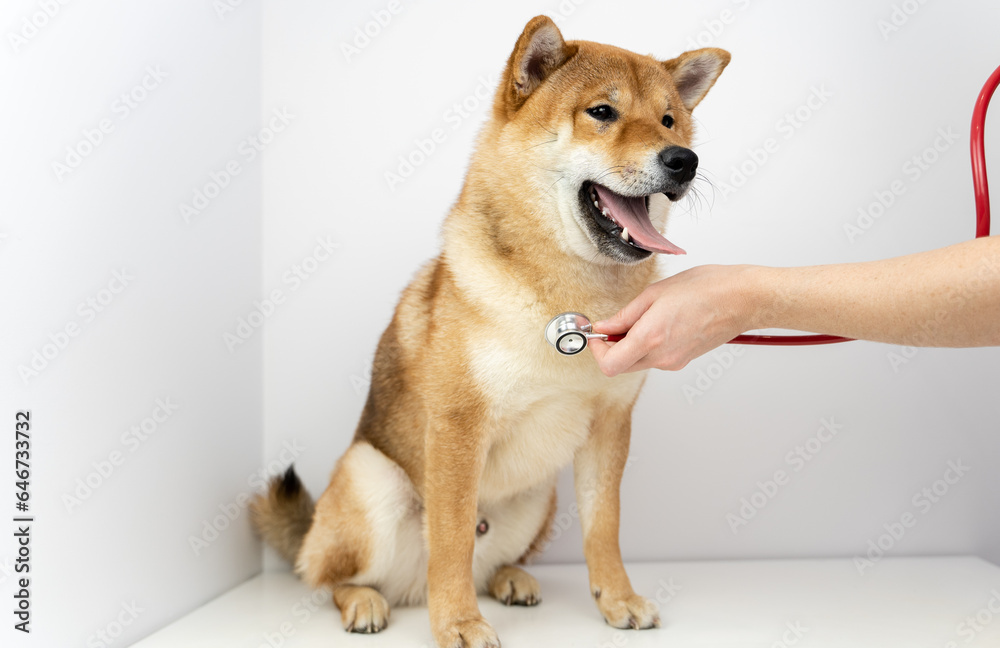 a dog at a vet's appointment