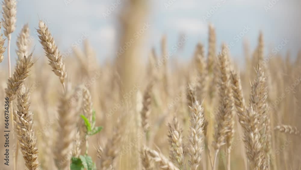Golden wheat field with cloudy blue sky. Golden wheat field with cloudy blue sky.