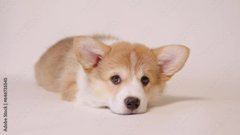 cute sad puppy welsh corgi tired lying on a white background looking at the camera cute sad puppy welsh corgi tired lying on a white background looking at the camera