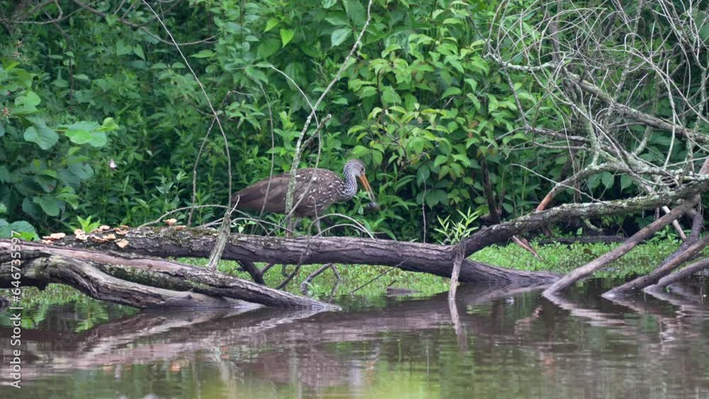 A limpkin or Aramus guarauna wading around in a dirty lake in the late evening light looking for food. A limpkin or Aramus guarauna wading around in a dirty lake in the late evening light looking for food.