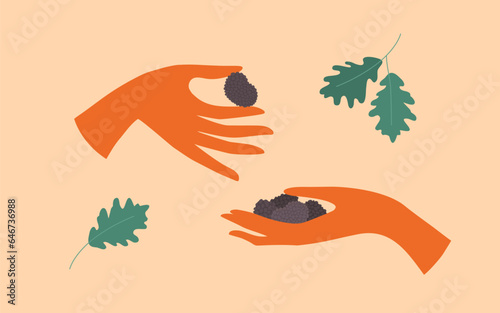 Human hands holding truffle mushrooms. Man or woman picking edible mushroom in oak forest. Underground fungus vector illustration. Autumn harvest season. Delicious vegetarian food. Mushroom hunter