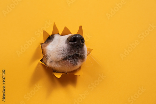 Jack Russell Terrier dog nose sticking out of torn paper orange background.  photo
