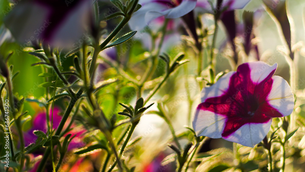 Macro de pétales de fleurs, dans un jardin, mises en valeur par le coucher du soleil Macro de pétales de fleurs, dans un jardin, mises en valeur par le coucher du soleil