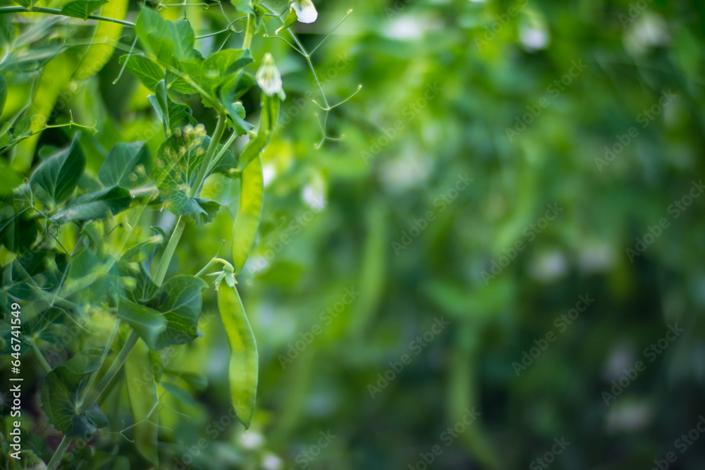 Green pea vegetables in the garden. Close-up of fresh peas and pea pods. Organic and vegan food. Agricultural plants growing in garden beds Green pea vegetables in the garden. Close-up of fresh peas and pea pods. Organic and vegan food. Agricultural plants growing in garden beds