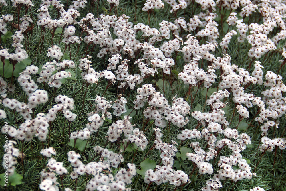 Prickly thrift, or Acantholimon albanicum flowers in a rock garden Prickly thrift, or Acantholimon albanicum flowers in a rock garden