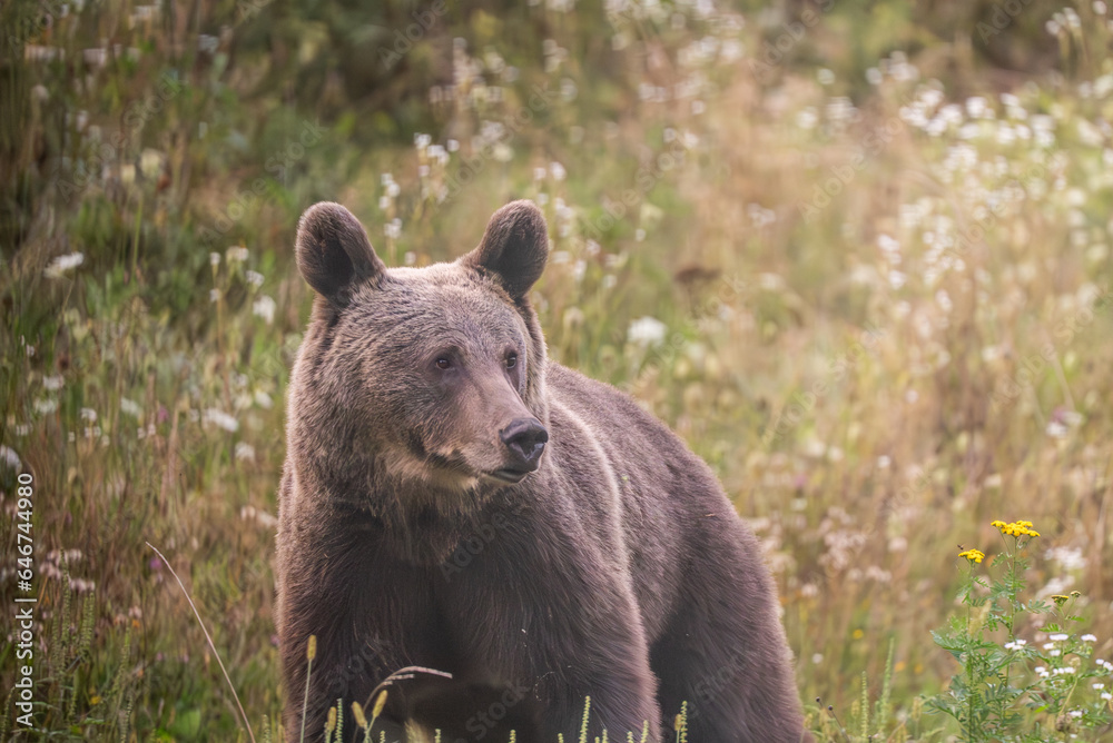 European Brown Bear (Ursula arctic) walking through the forest of Romania 