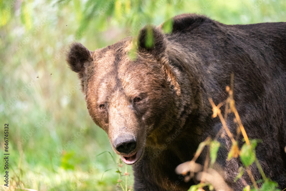 Obraz premium European Brown Bear (Ursula arctic) walking through the forest of Romania 