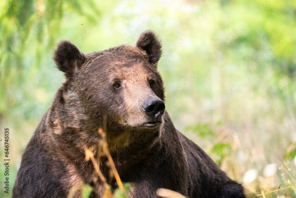 European Brown Bear (Ursula arctic) walking through the forest of Romania European Brown Bear (Ursula arctic) walking through the forest of Romania