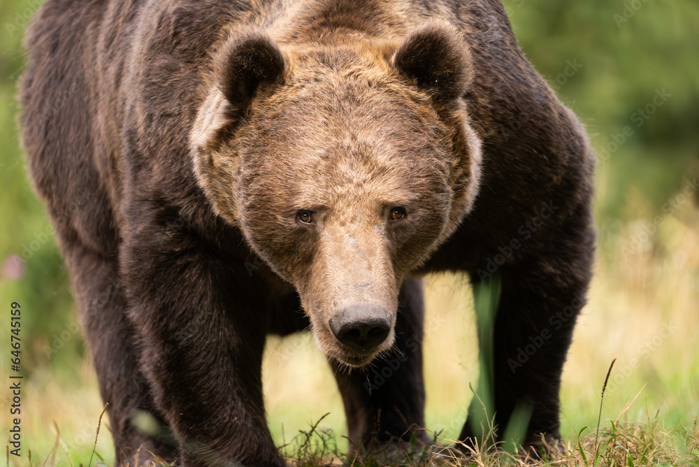 European Brown Bear (Ursula arctic) walking through the forest of Romania European Brown Bear (Ursula arctic) walking through the forest of Romania