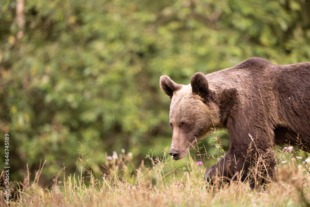 Fototapeta premium European Brown Bear (Ursula arctic) walking through the forest of Romania 