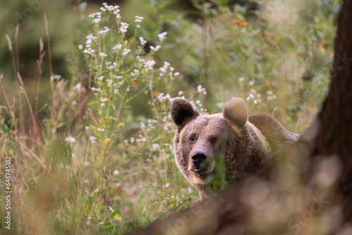 European Brown Bear (Ursula arctic) walking through the forest of Romania 