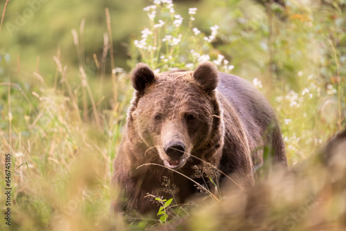 European Brown Bear (Ursula arctic) walking through the forest of Romania 