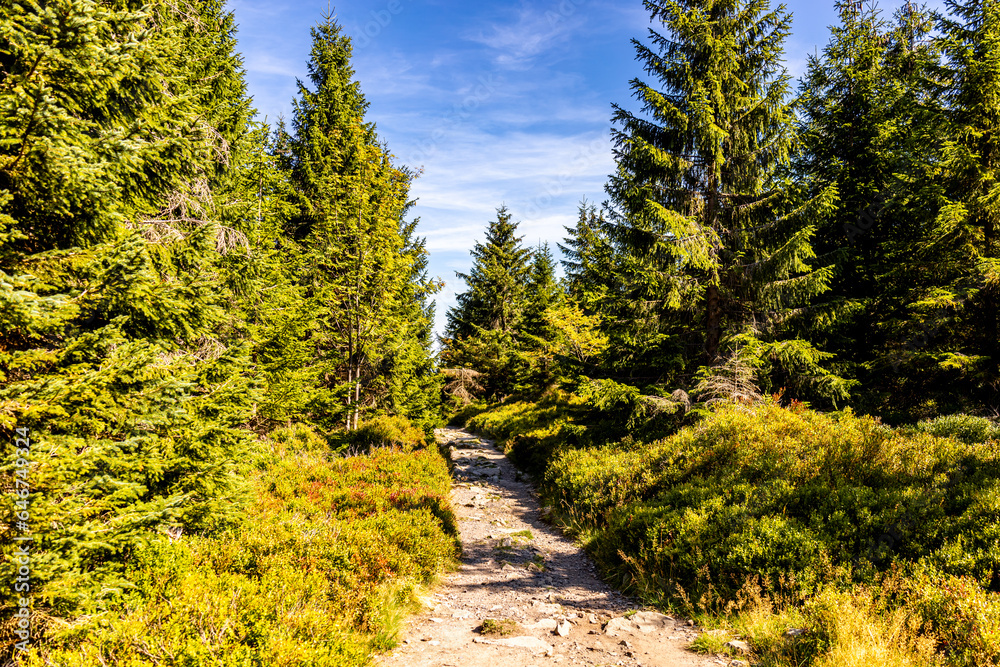 Obraz premium Spätsommerwanderung durch den Nationalpark Harz rund um den Oderteich b. Torfhaus - Niedersachsen - Deutschland