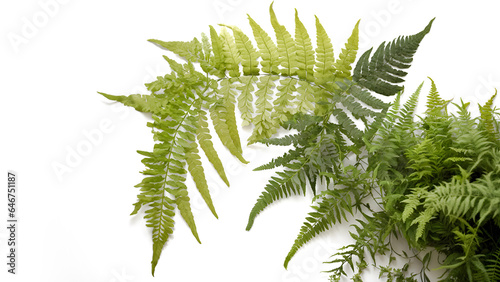 An artistic still life arrangement of mixed ferns against a pristine white background.