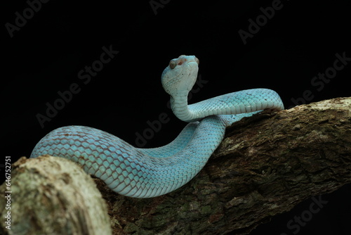 snake, viper snake, blue viper snake, blue insularis viper snake, cool blue insularis viper snake 