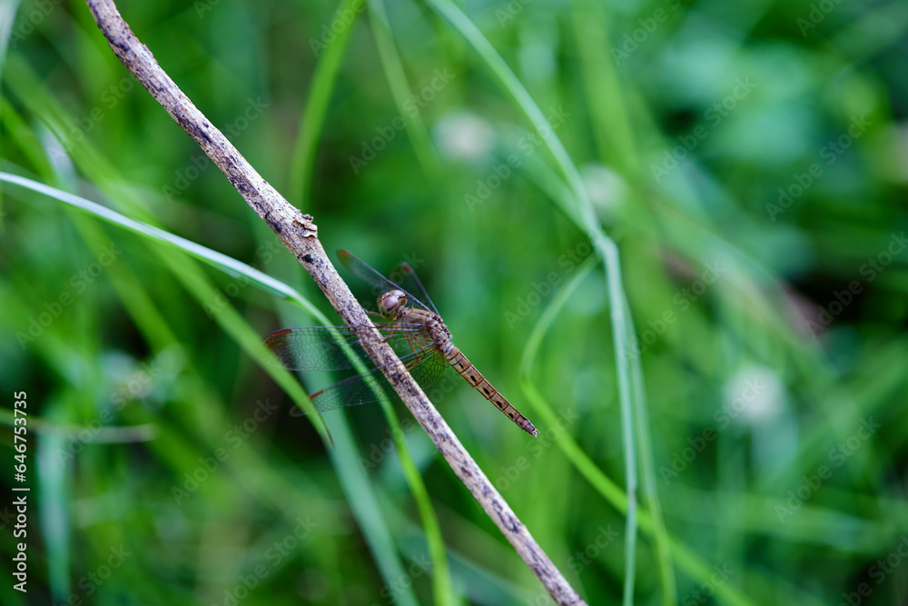 Close-up view of dragonfly perching on twig Close-up view of dragonfly perching on twig