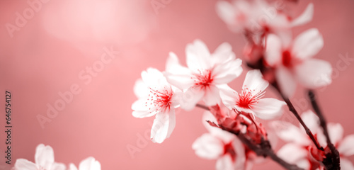 Bright background of cherry blossoms nature in japan