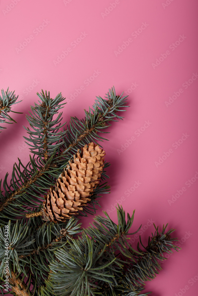 Blue fir tree branch with big cone on pink background. Christmas blank card, copy space, vertical shot Blue fir tree branch with big cone on pink background. Christmas blank card, copy space, vertical shot
