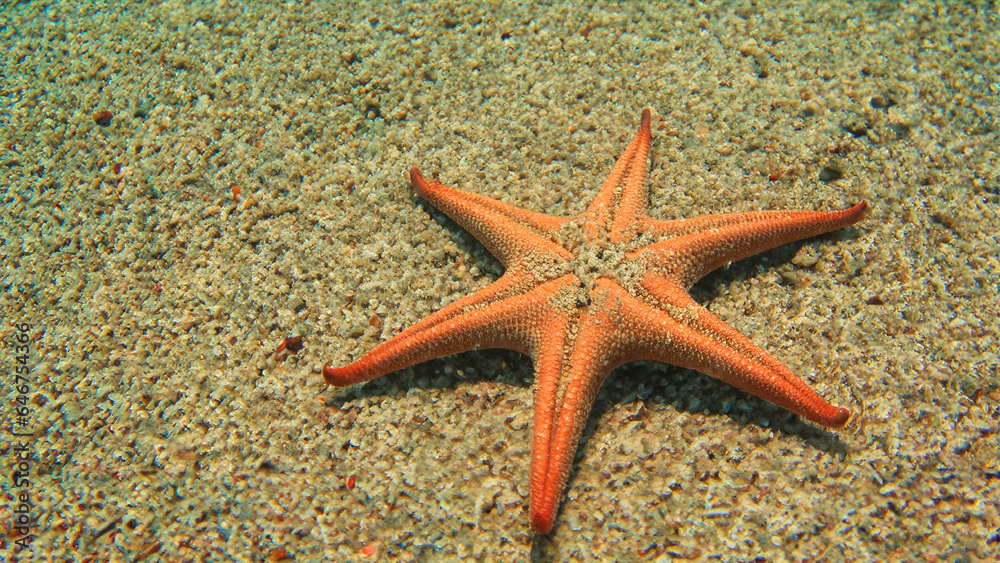 Starfish in the sea Starfish on the sand underwater Starfish in the sea Starfish on the sand underwater