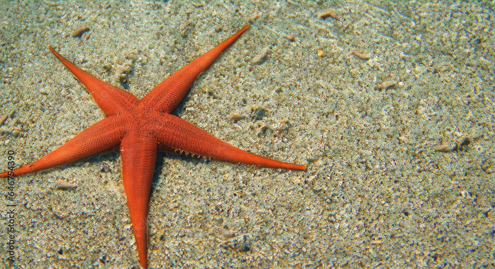 Starfish in the sea Starfish on the sand underwater Starfish in the sea Starfish on the sand underwater
