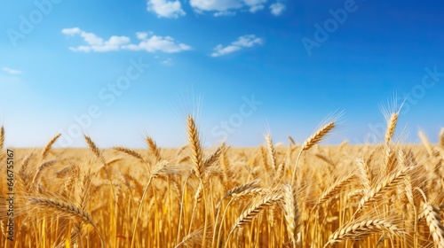 Beautiful field of ripe wheat of golden color against blurred background of blue sky