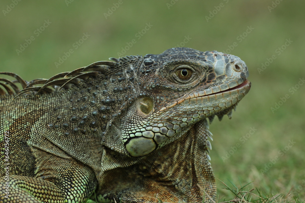 iguana, iguana face, iguana face close up
