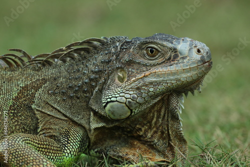 iguana, iguana face, iguana face close up 