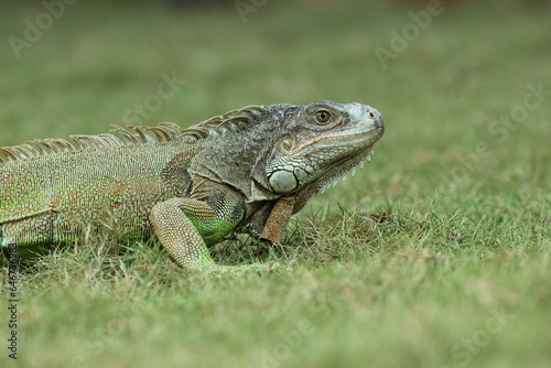 iguana  an iguana on the grass