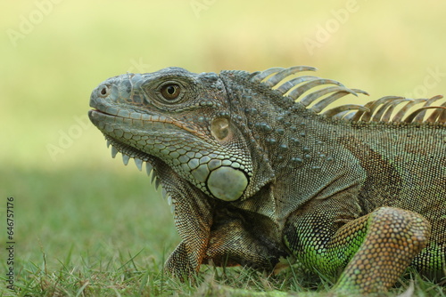 iguana  an iguana on the grass