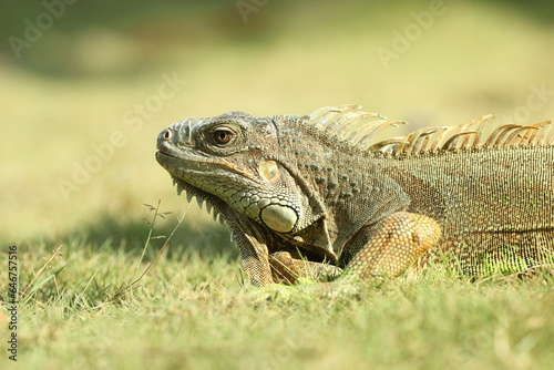 iguana  an iguana on the grass