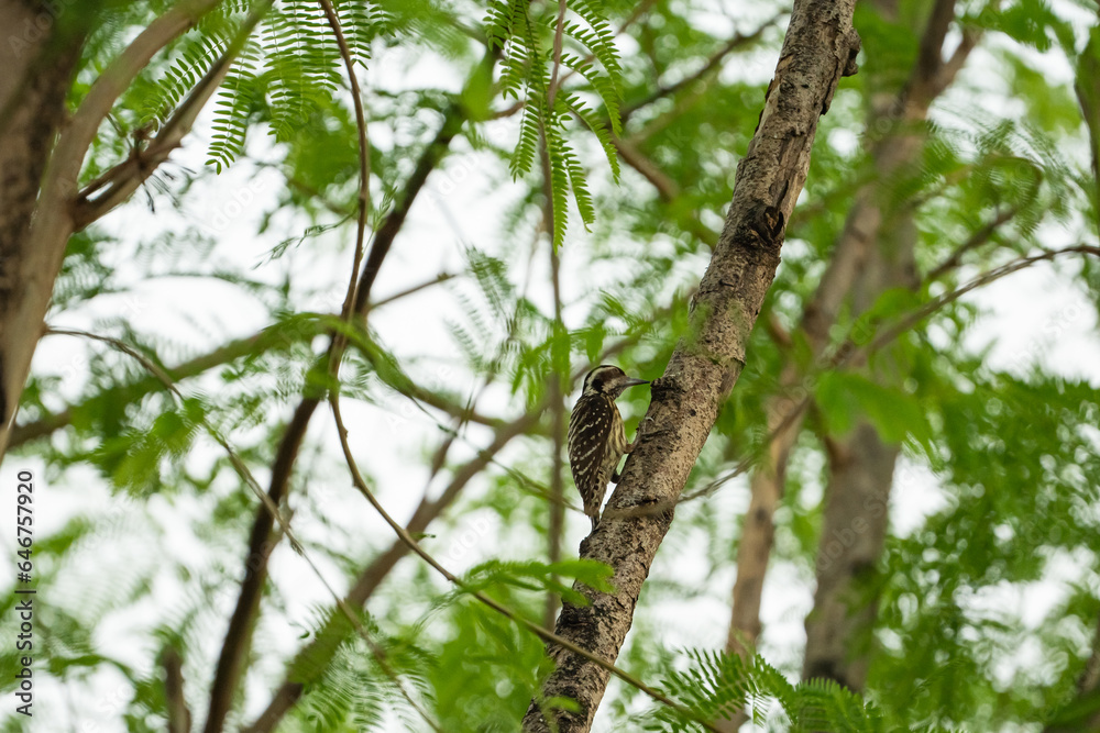 a Philippine pygmy woodpecker pecking on the wood to look for a food a Philippine pygmy woodpecker pecking on the wood to look for a food