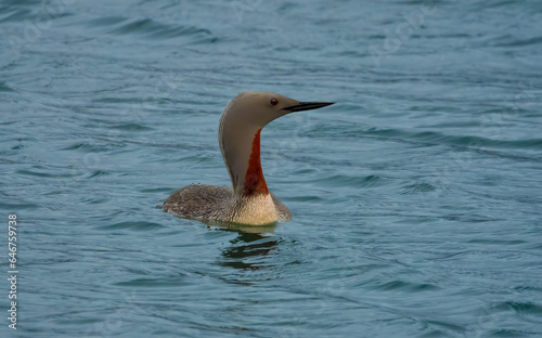 The exquisite beauty of the red-throated diver (Gavia stellata) (red-throated loon inNorth America) or is a migratory aquatic bird found in the northern hemisphere photo