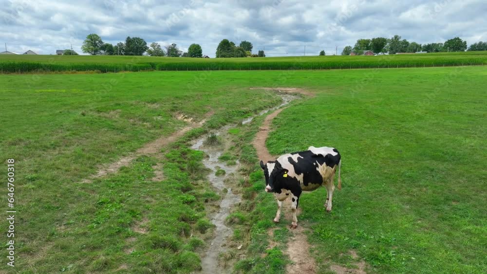 Holstein cow grazing near muddy stream. Aerial establishing shot of runoff and waste water management theme. Animal and livestock harming rivers and waterways. Holstein cow grazing near muddy stream. Aerial establishing shot of runoff and waste water management theme. Animal and livestock harming rivers and waterways.