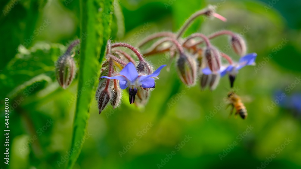 Borage Bud or Beebread flower or Borago Officinalis. Also known as Beeplant, Talewort, Starflower, Cool-Tankard, Tailwort, Burrage, Bugloss, Comfrey. Borage Bud or Beebread flower or Borago Officinalis. Also known as Beeplant, Talewort, Starflower, Cool-Tankard, Tailwort, Burrage, Bugloss, Comfrey.