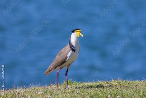Masked lapwing foraging for food in it's natural habitat near Tweed River, New South Wales, Australia © hyserb