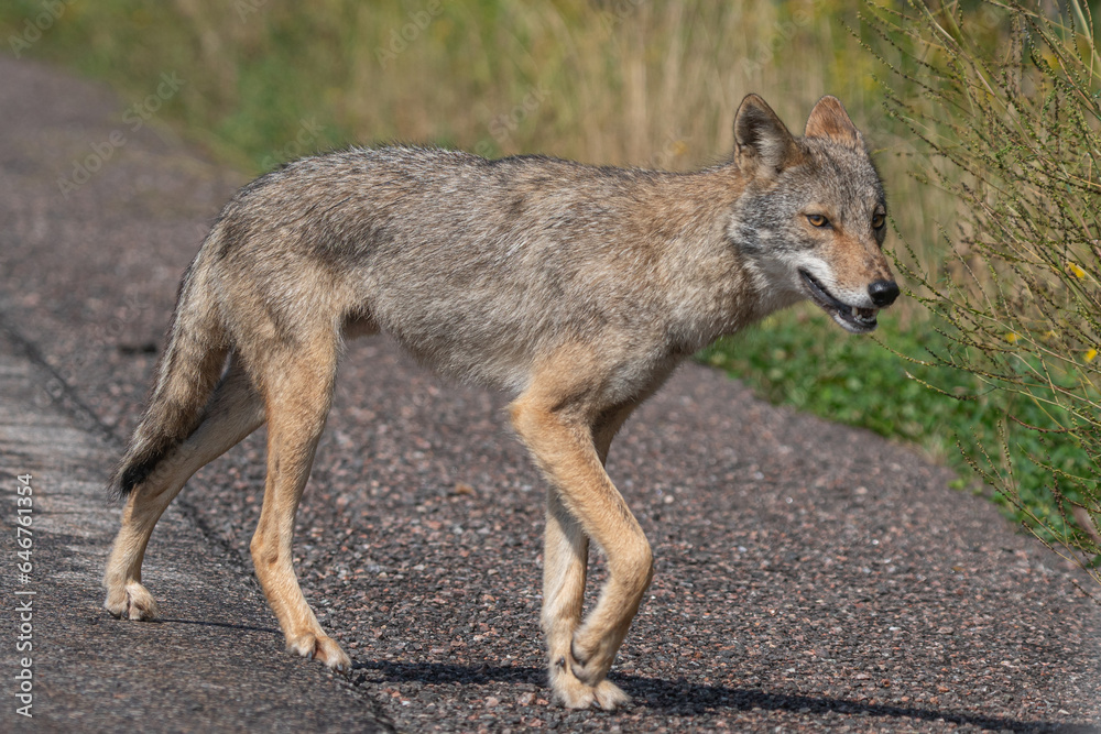 Eastern Coyote on shoulder of roadway.